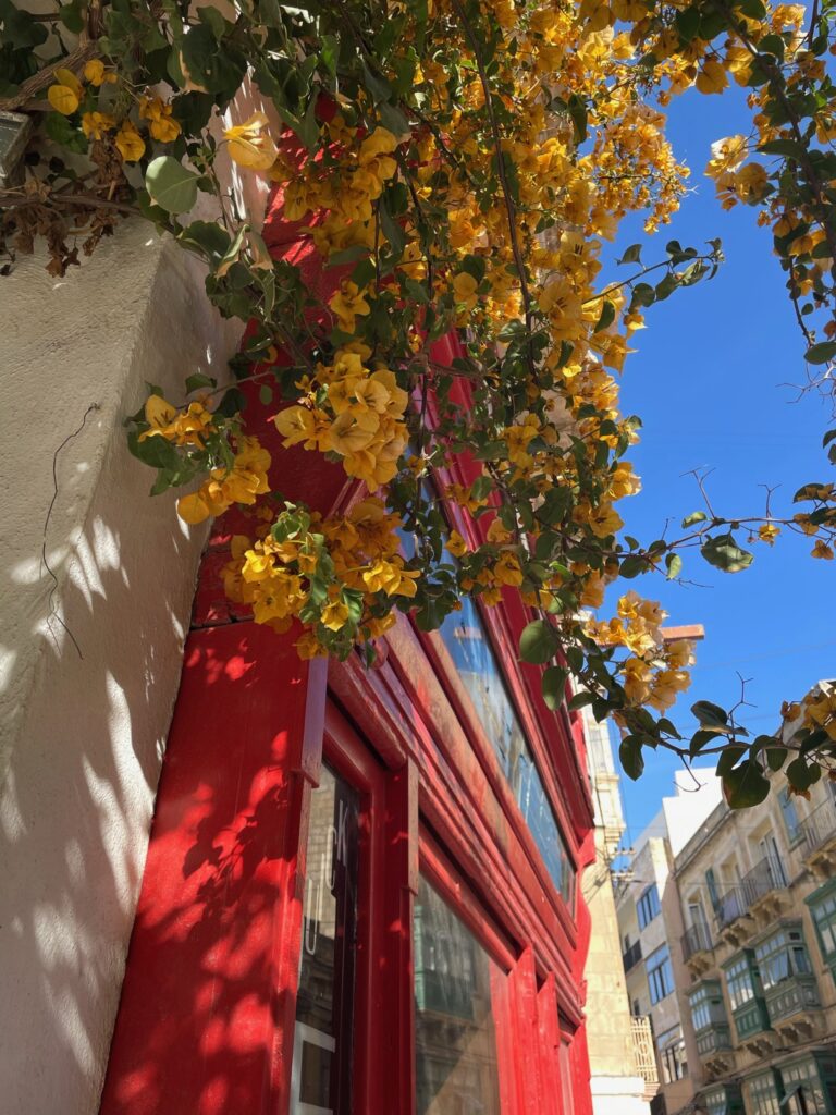 sliema street flower